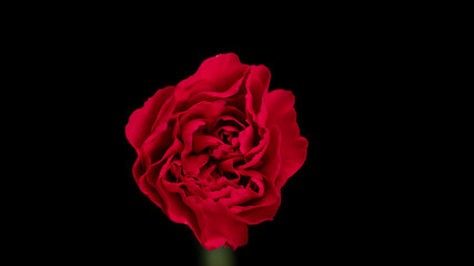 カーネーションの黒バック