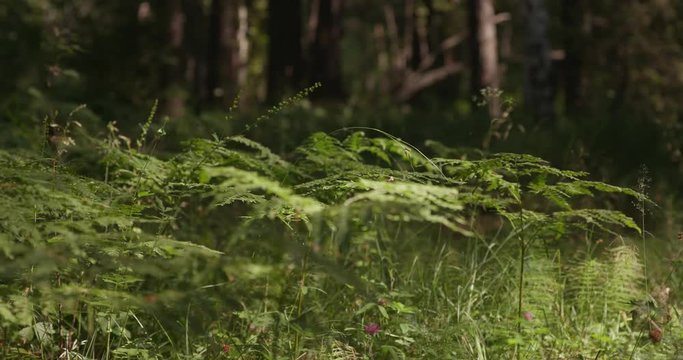 Fern glade in deep forest