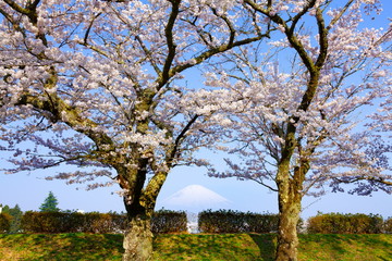 Fototapeta premium 満開の桜と富士山、静岡県御殿場市東山湖にて