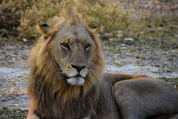 Portrait of young male lion