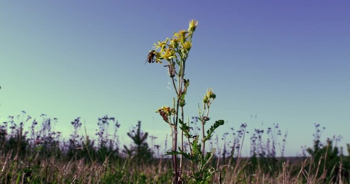 Bee on wildflower in slow motion. Blue sky. Vintage cinematic film slow motion in landscape