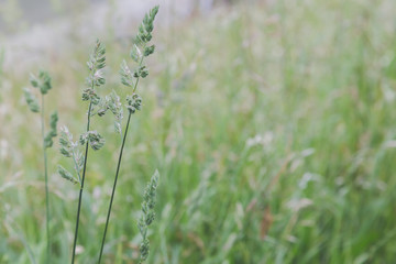 close up of grass stems in a field creating a natural background texture