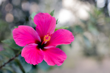 Fototapeta na wymiar artistic shot of a pink hibiscus flower in Queensland Australia