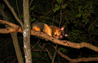 Common Brushtail Possum Trichosurus vulpecula climbing a tree in Queensland rainforest at night