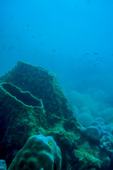 barrel sponge on a reef in Thailand