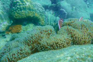 sea anemone fish in sea anemone