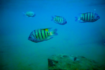 sergeant major fish swimming above a reef