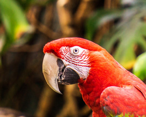 parrot Exotic birds and animals in wildlife in natural setting.