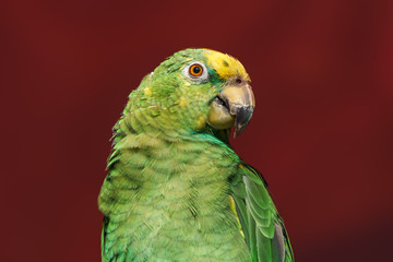 Obraz premium parrot Exotic birds and animals in wildlife in natural setting.