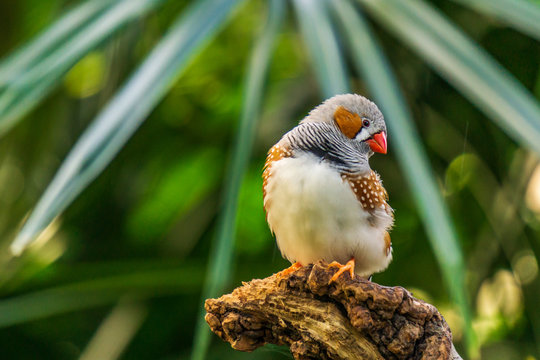 Zebra finch Exotic birds and animals in wildlife in natural setting.