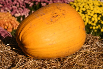 yellow pumpkin from Romania