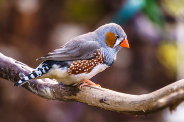 Zebra finch Exotic birds and animals in wildlife in natural setting.