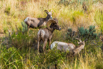 Small Herd of Bighorn Sheep