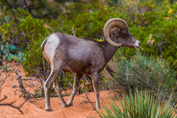 Bighorn Sheep