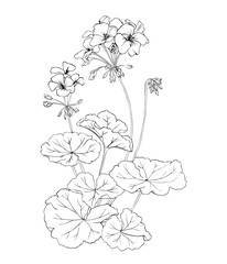 Geranium black and white graphics isolated.