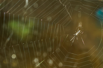Spider with macro close up on bokeh lights backgrounds