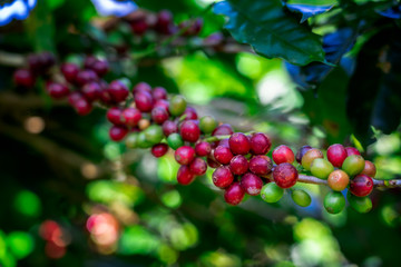 Coffee beans on tree at the mountain in farm northern Thailand.