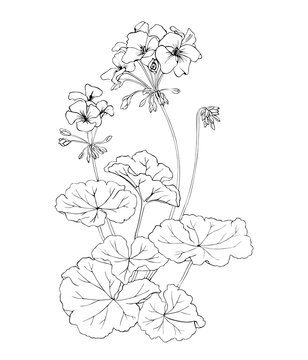 Geranium black and white graphics isolated.