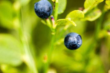 The ripe and fresh  bluebarries on the branch