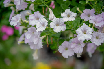 Flowerbed with multicoloured petunias ,colourful petunia (Petunia hybrida) flowers
