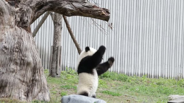 Little Panda Cub Is Hanging on the Tree, China