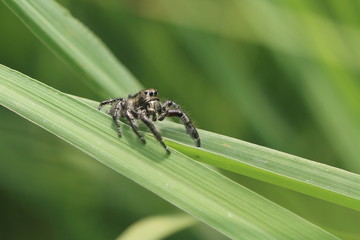 Fototapeta premium spider on grass
