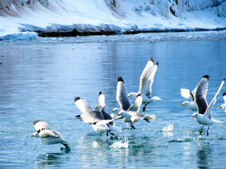 Arctic Birds in Flight