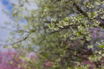 cherry blossoms in full bloom