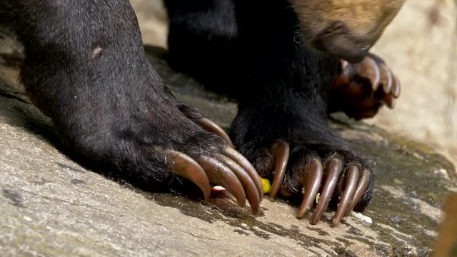 Sun bear (Helarctos malayanus) eating fruits