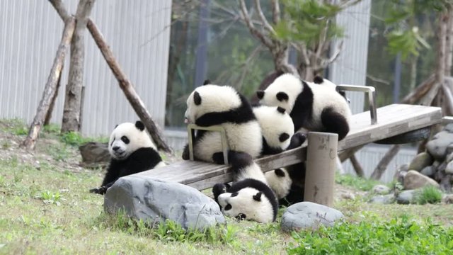 Little Panda Cubs are Having Fun with the See-Saw Board Enrichment, China