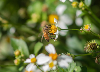 Bee on flower #1