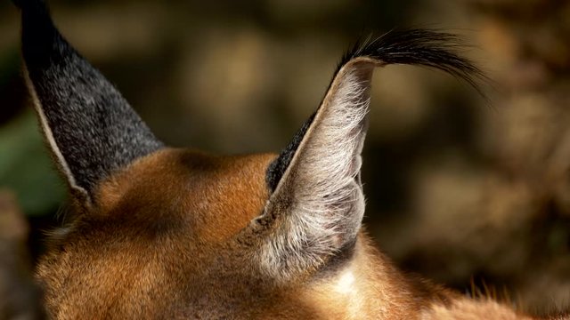 Caracal (Caracal caracal) close-up