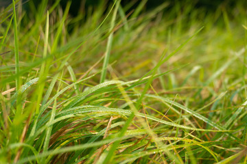Obraz premium The green grasses and dews in the morning