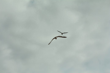 a seagull flying over the blue sea at the daytime