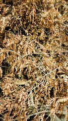 Dry autumn leaves on the forest ground