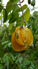 starfruit old on tree
