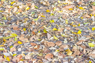 Lots of dry leaves on the ground.