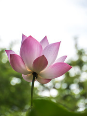 Pink water lily in natural park