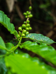 Coffee beans plant