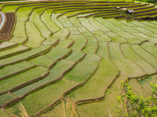 Rice terraces in countryside of Thailand