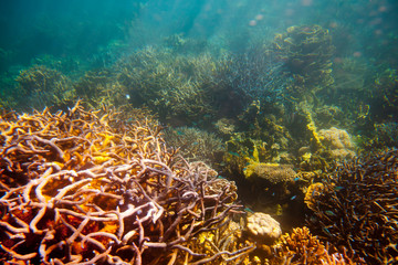 Fototapeta na wymiar Colorful Coral Reef - Australia