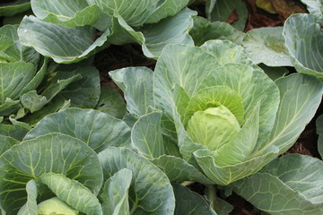 Cabbage,  Close up of fresh cabbage in the vegetable garden.   