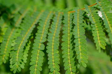 leaf of fern