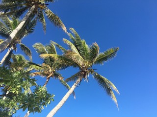 夏、ヤシのき、summer, coconut tree