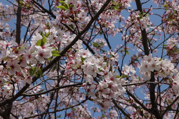 Sakura