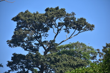 beutiful trees in forest greenary 