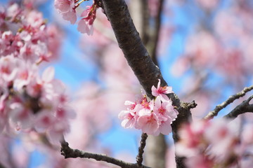 安行寒桜