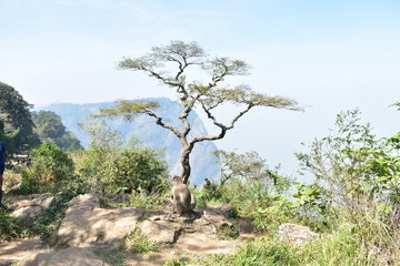 Fototapeta premium beutiful trees in forest greenary 