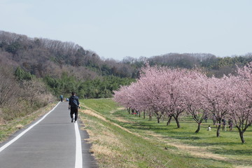 桜咲く風景