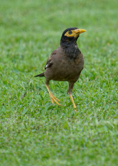 bird on grass